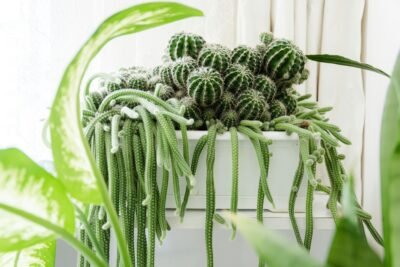 You are currently viewing The Ultimate Guide to Air Purifying Plants: Enhancing Indoor Air Quality with Nature’s Remedies